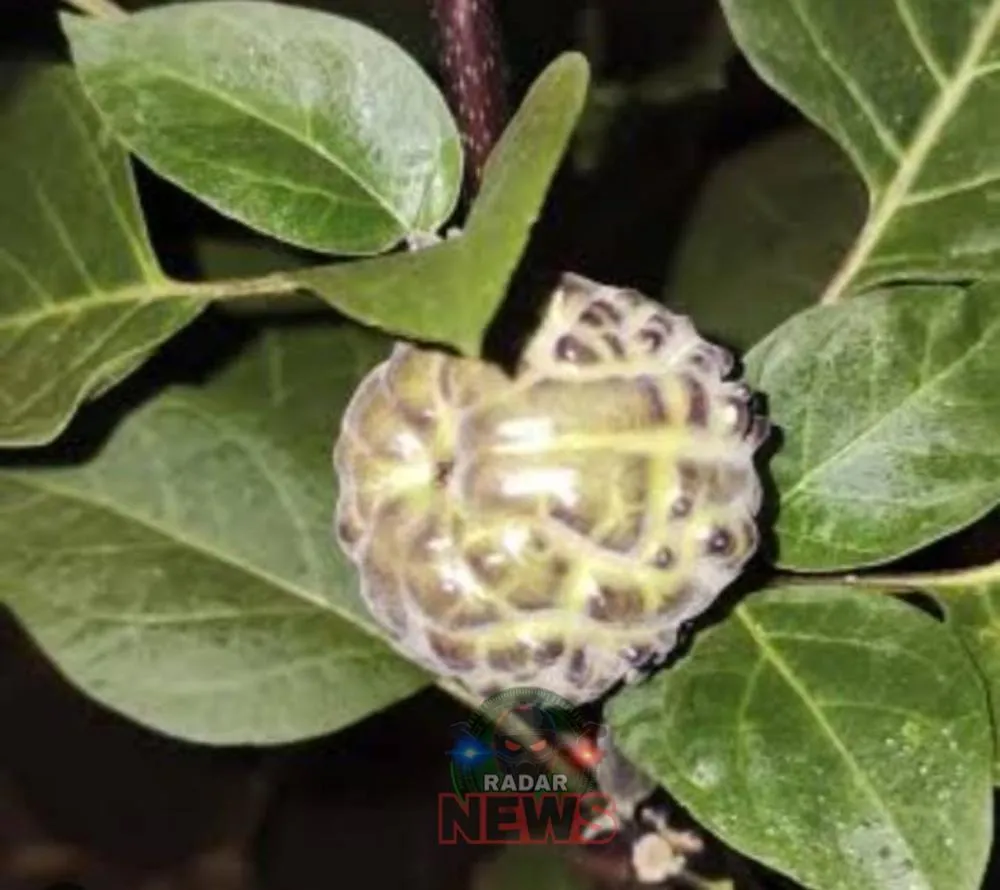 Família é intoxicada após consumir fruta venenosa e idoso é entubado em Rio Branco