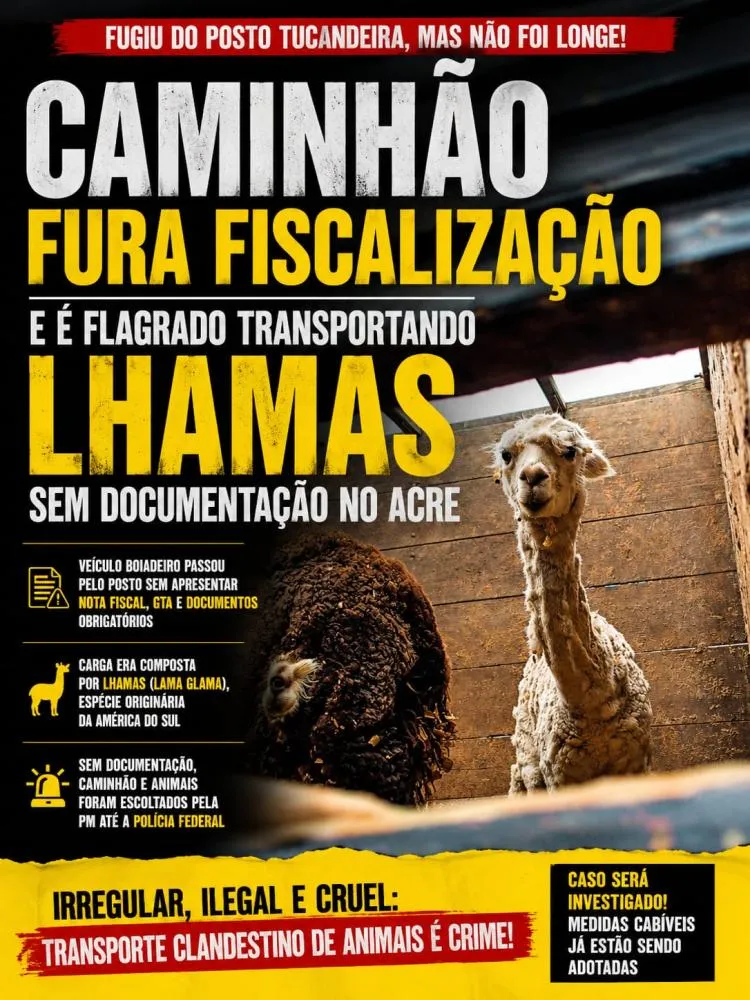 Caminhão fura fiscalização e é flagrado transportando lhamas sem documentação no Acre